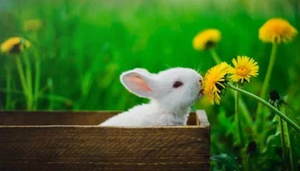 开云官网APP下载-西班牙人击败赫塔菲，结束连败势头，西班牙人vs希洪竞技全场