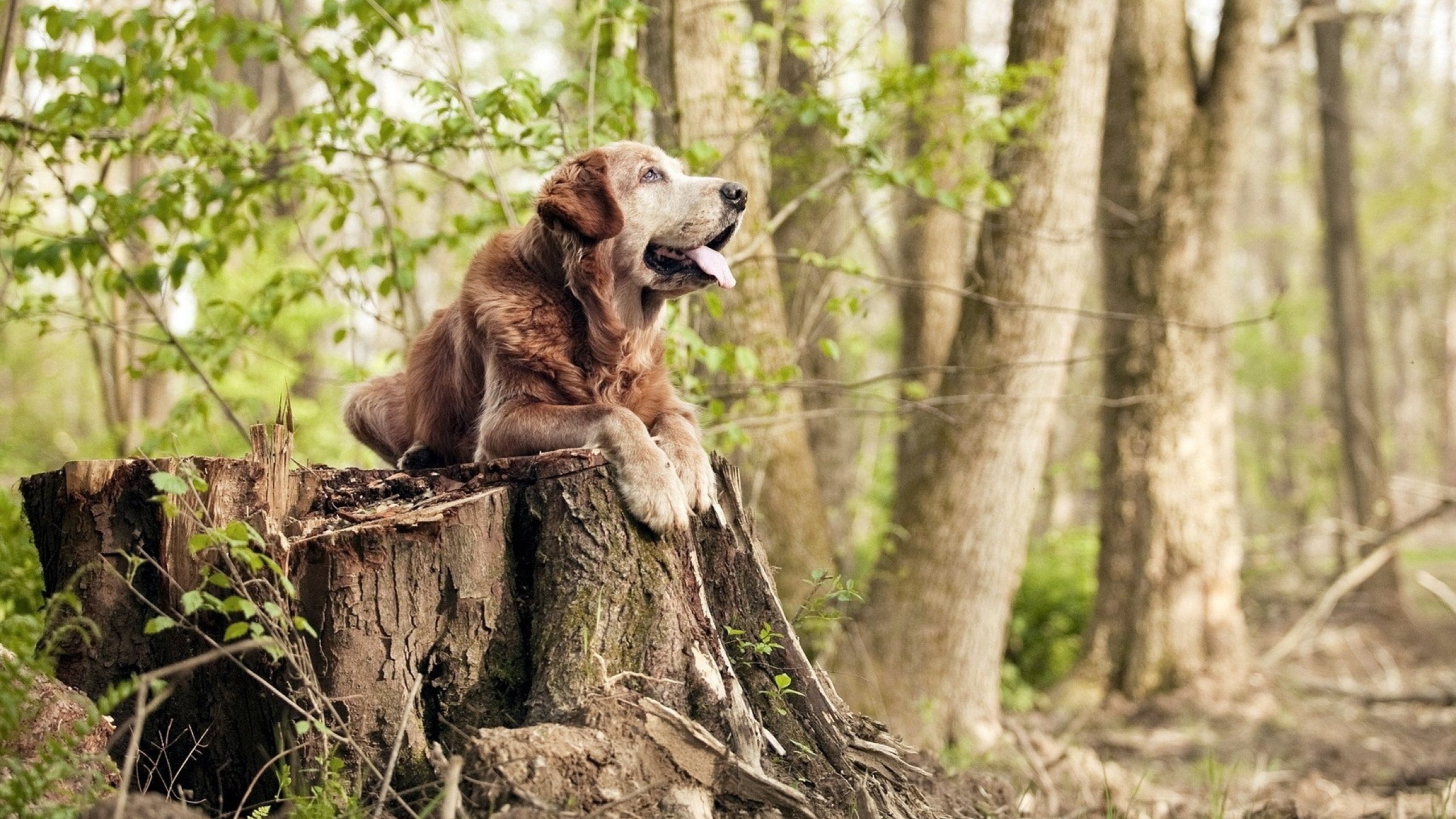 WRC赛场激战:车手间的巅峰对决,wrc赛车视频