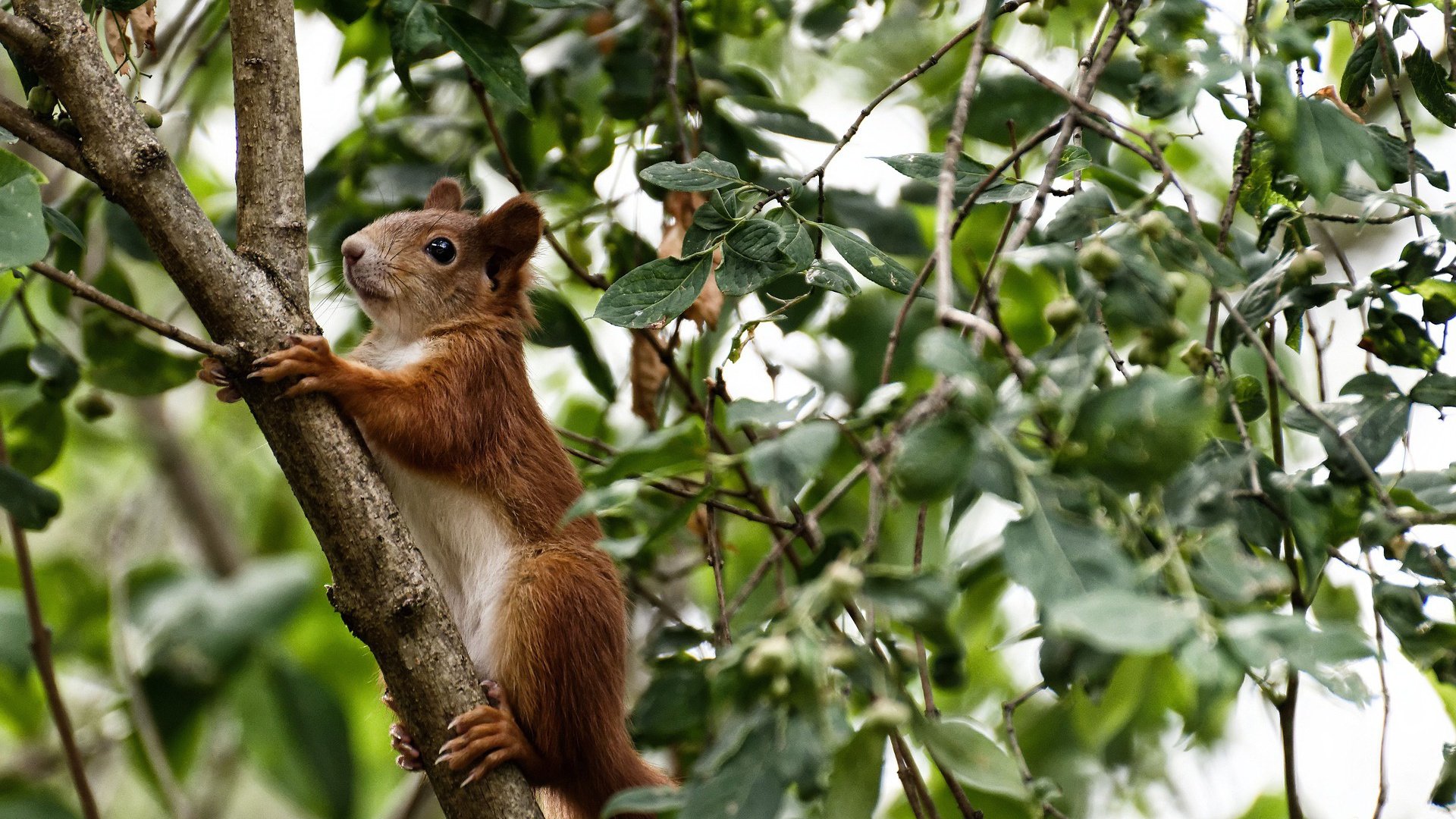 守望先锋 战队战术创新频繁,守望先锋最强战队2020