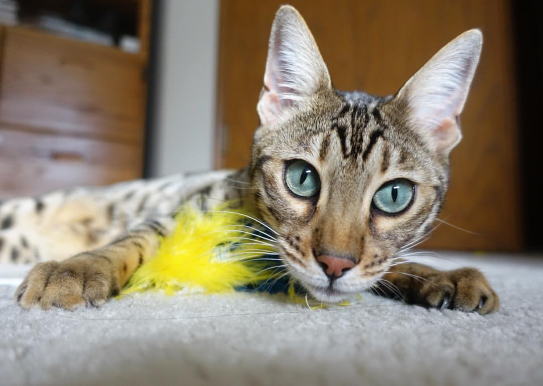 特辑:联盟历史上的极端比赛回顾,联盟史上最精彩bo5