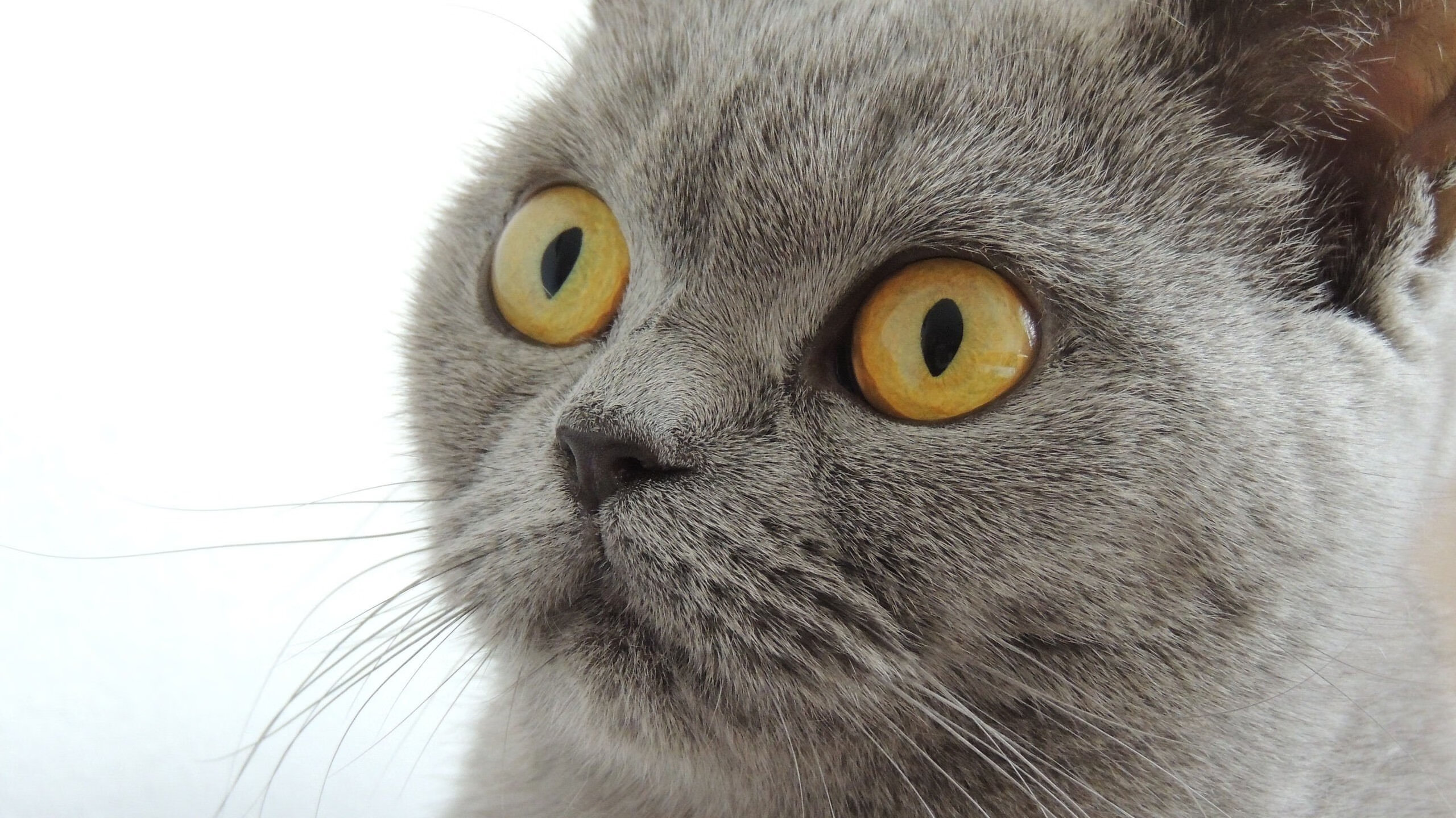 科技领域:虚拟现实+AI驱动沉浸式观赛新体验,沉浸式虚拟现实的分类