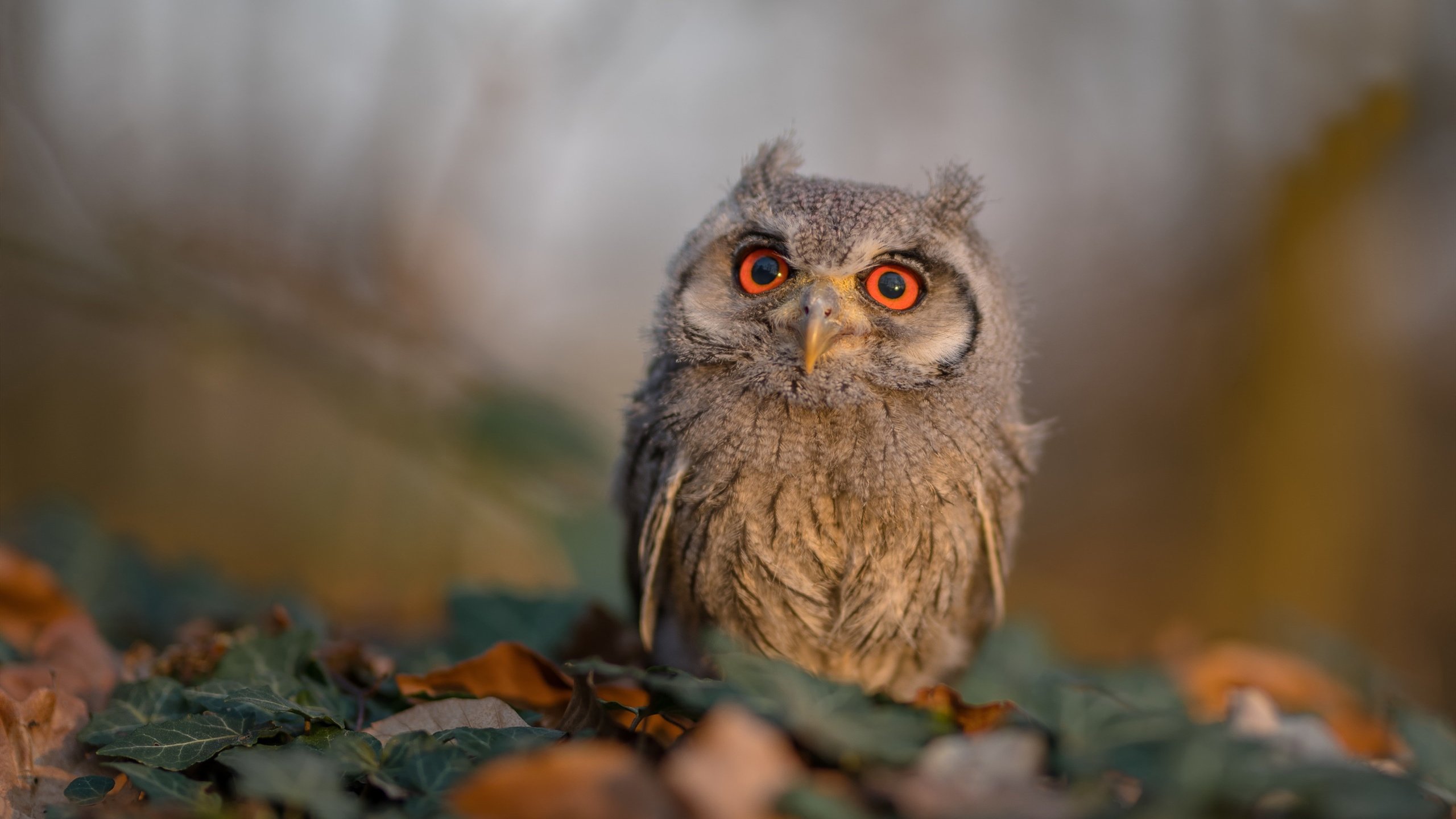 美国队门将费尔南德斯在巴黎奥运会上展现出高水平的扑救能力,费尔南德斯 美网