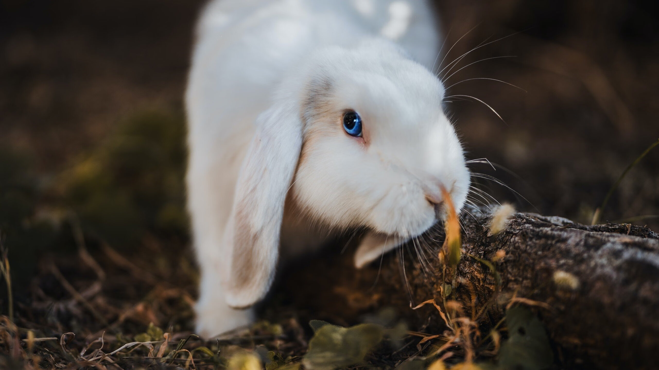 跨境战队联手训练营：推动国际电竞文化交流深度融合，跨境赛道