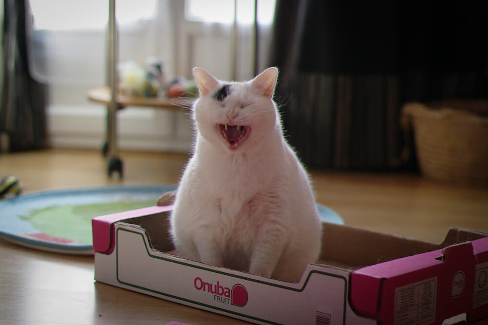 JDG赛季胜率创俱乐部历史新高，jdg战队2021