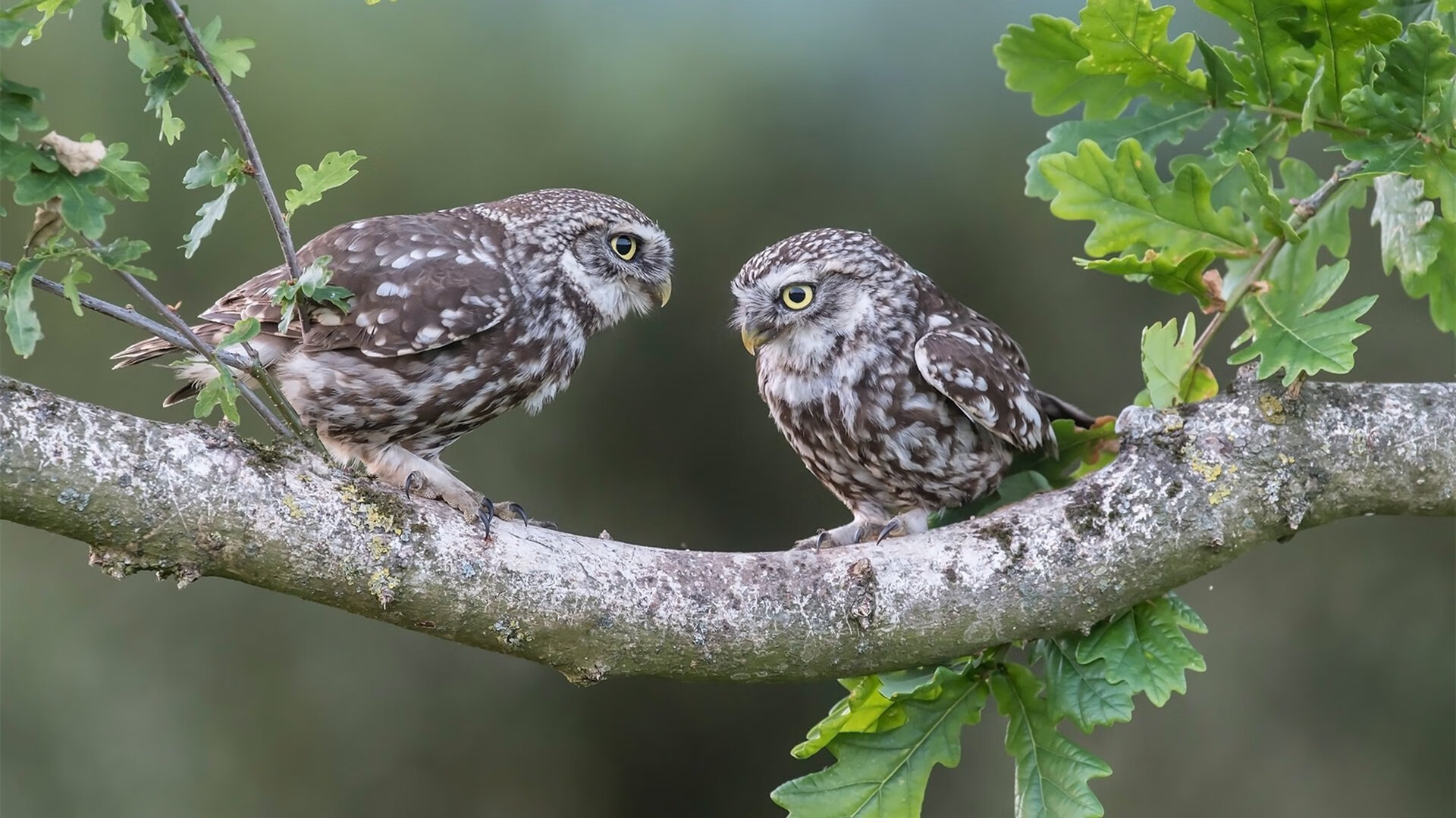 北京国安新赛季训练营开启,北京国安2021赛季比赛日