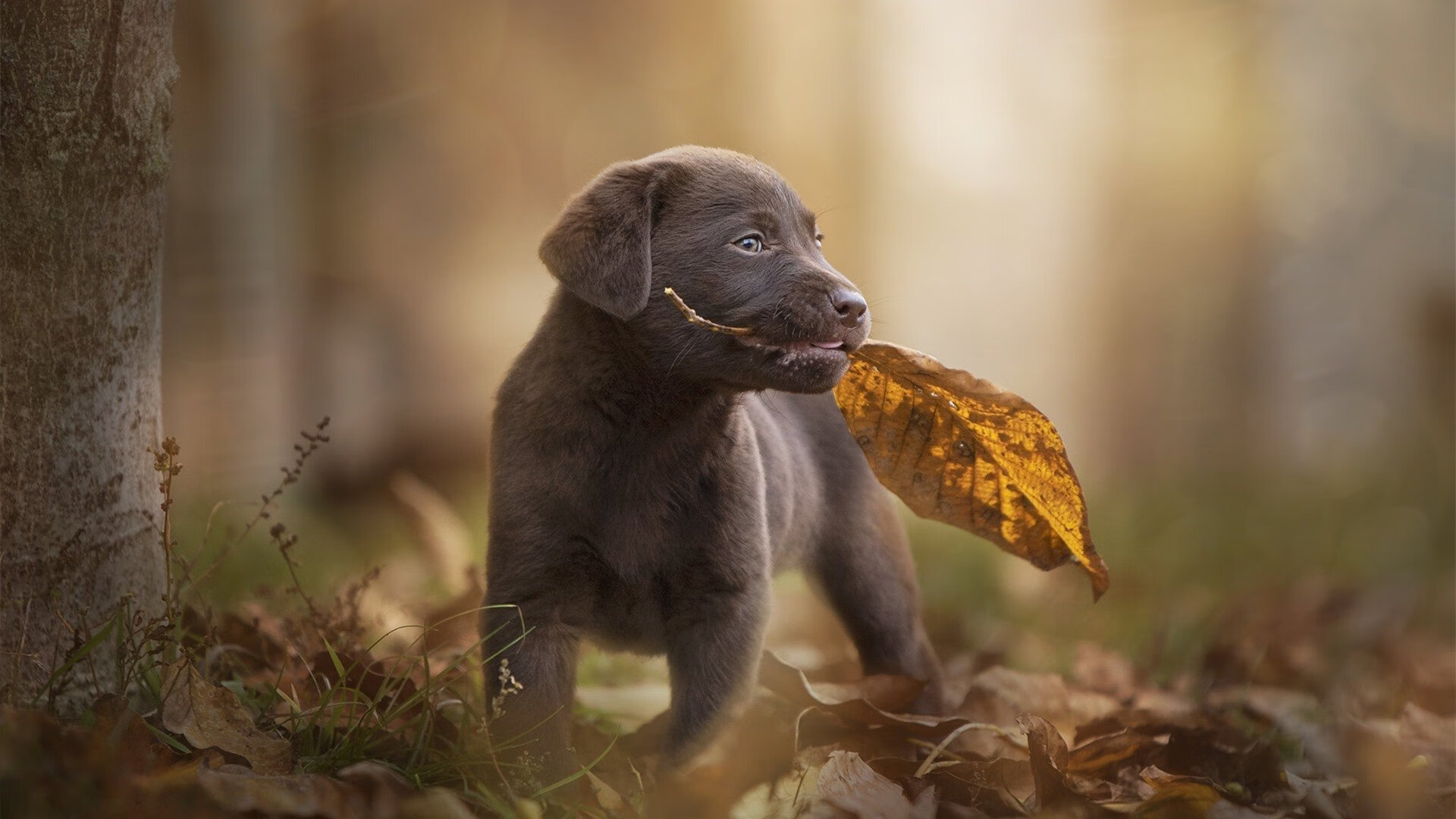 大连一方球员展现出色表现，全力冲刺前进，大连一方阵容名单