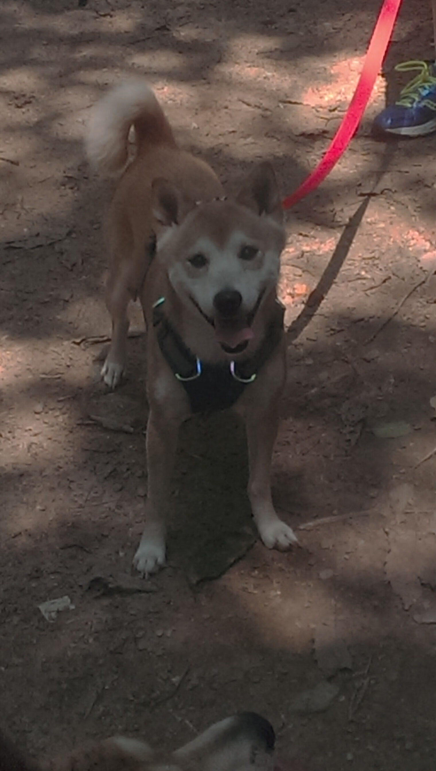 山东泰山俱乐部续约重要赞助商,山东泰山俱乐部在济南注册