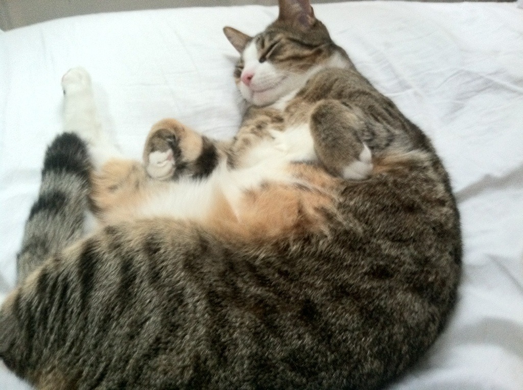 法国足球职业联赛球队火力全开,势不可挡,法国足球业余联赛