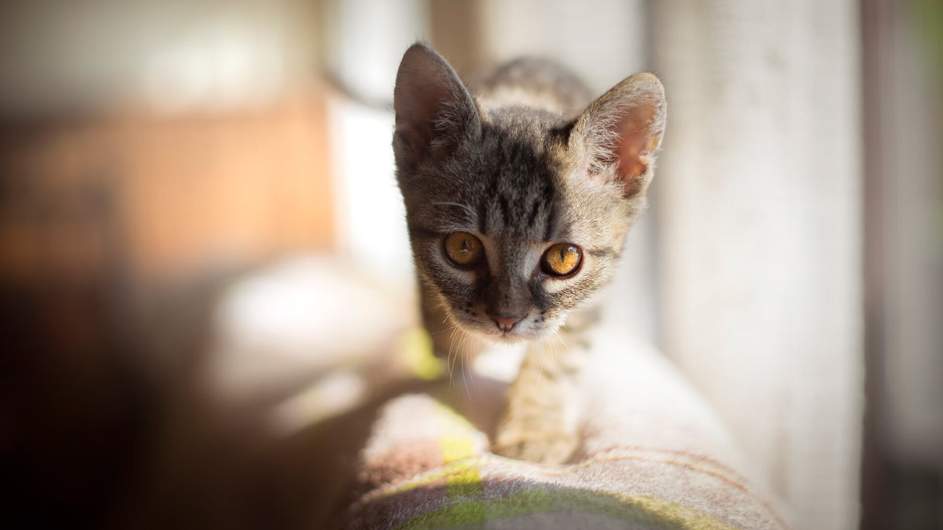 职业球员团队精神培养是否足够，球队精神怎么提升