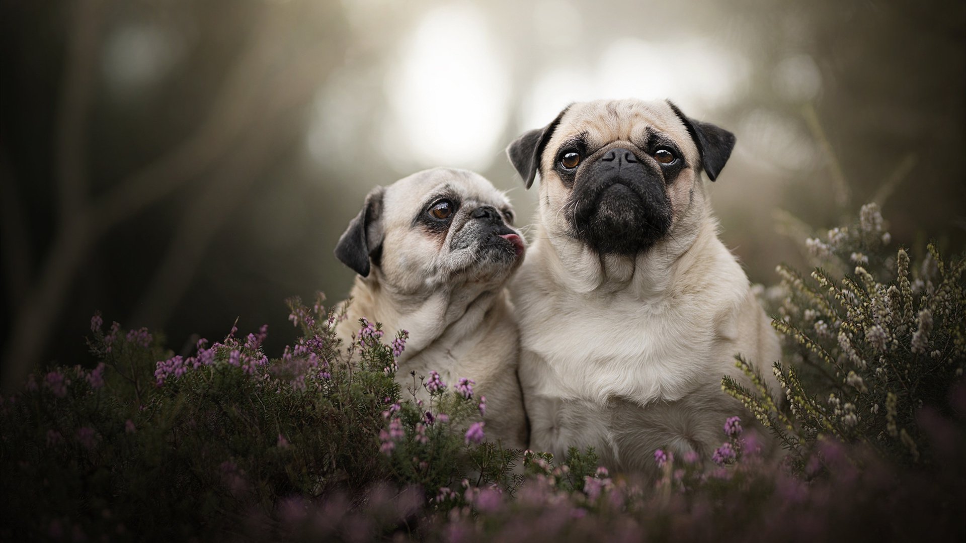 职业球员是否需参与社区足球活动促进普及,足球员需要具备的条件