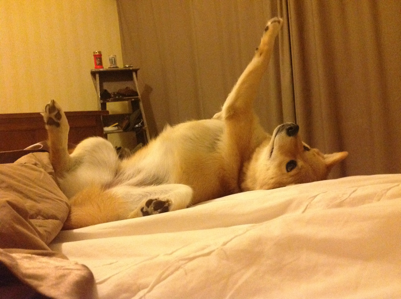 开云官网-职业球员退役后出路是否足够多元化，职业球员退役年龄