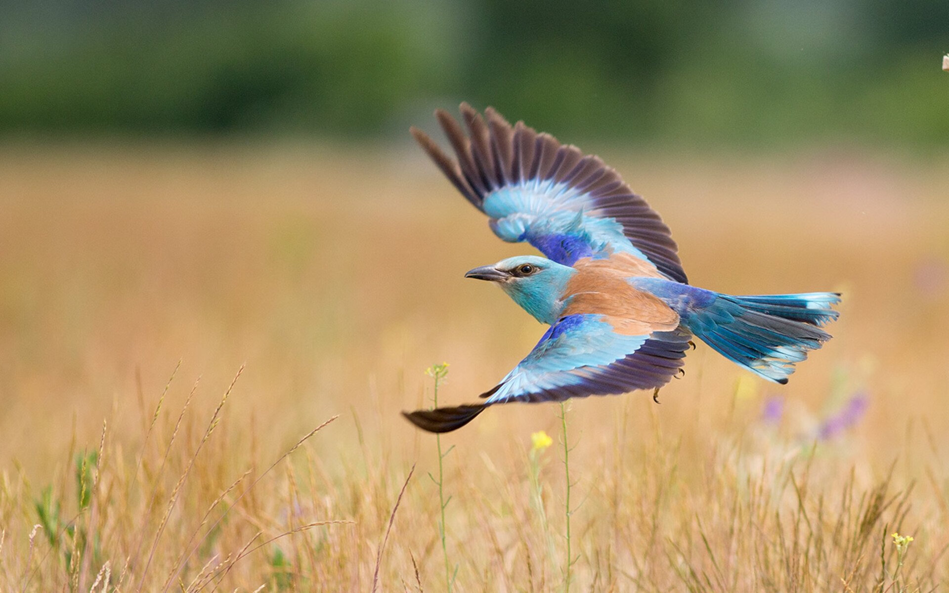 开云·体育官网APP下载-长春亚泰主场力克对手，积分榜排名稍有提升，长春亚泰 主场