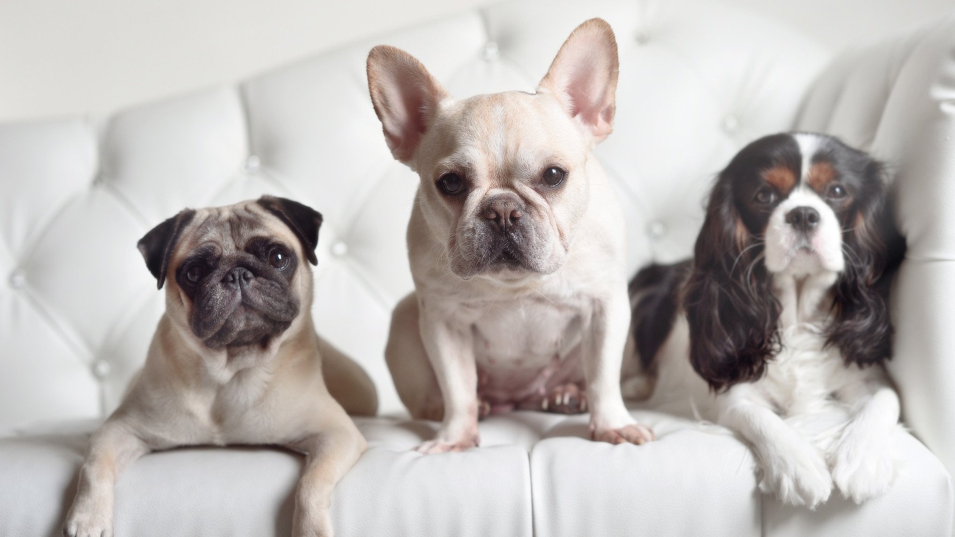 非洲女足联赛即将展开新一轮比赛，非洲杯女足