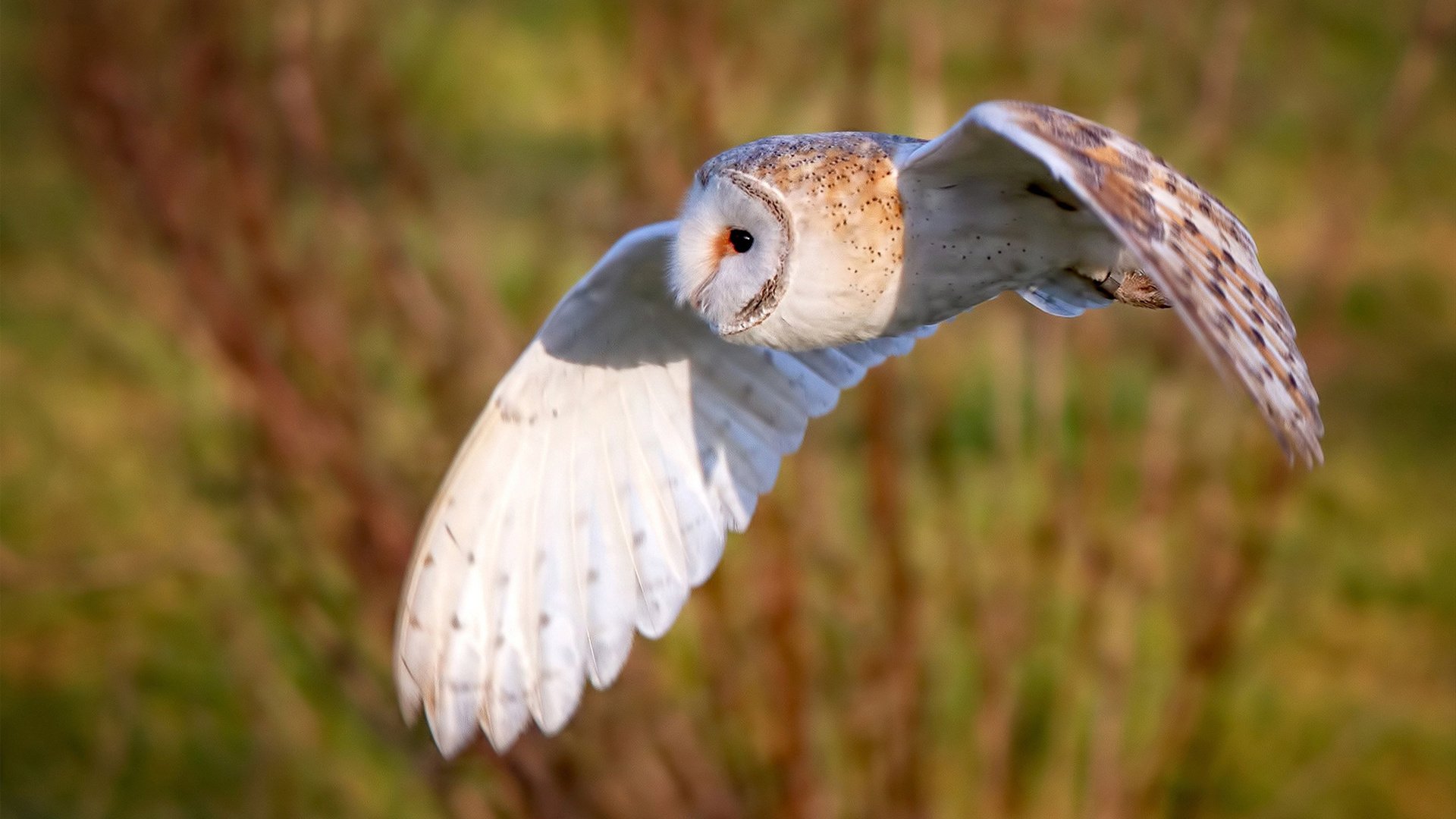 NBA球队阵容深度研究,nba球队阵容名单