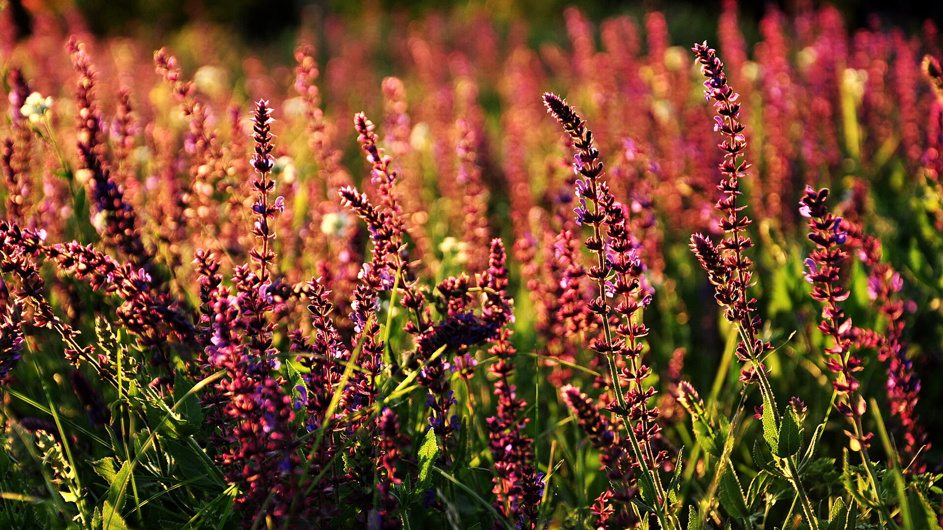 中超年度比赛技战术执行表现热图,如今,一切尘埃落定,2020赛季中超联赛竞赛规程的