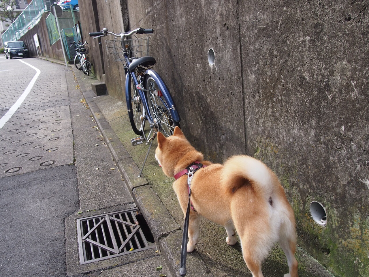 国际极限运动滑板赛中国少年获银牌,滑板竞赛