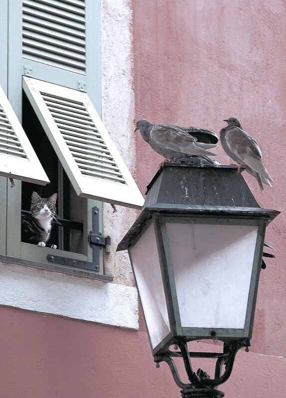 明星球员代言合作助推体育品牌崛起,球星代言合同