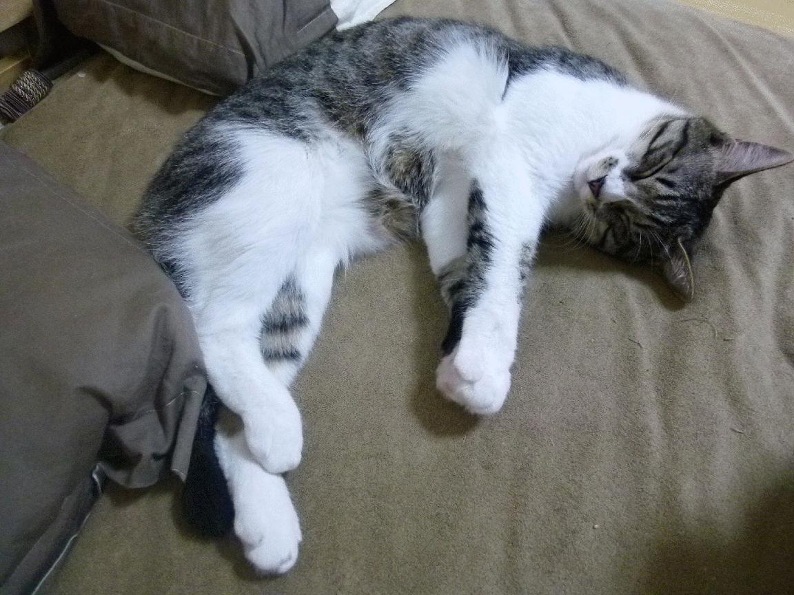 曹缘跳水动作协调优雅备受赞誉,跳水曹缘微博发文