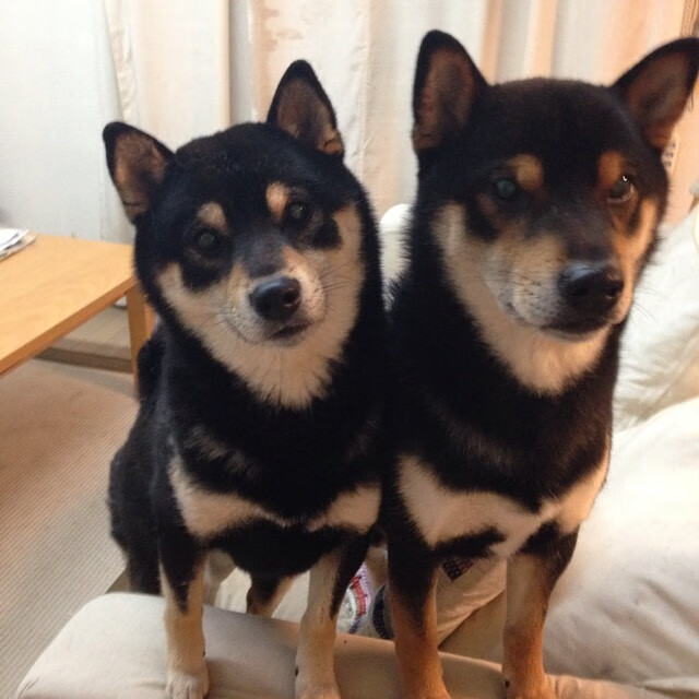 未来足球:虚拟场馆与增强现实结合,打造沉浸式体验,未来足球app