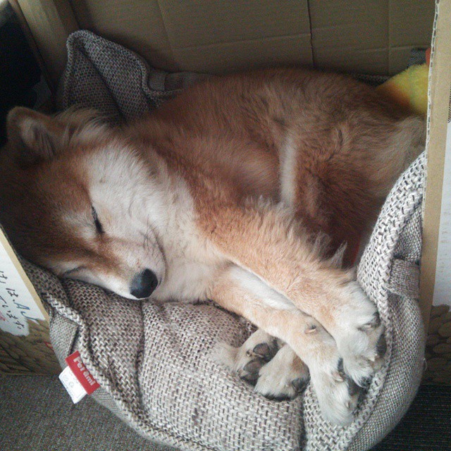 开云中国-格鲁吉亚女篮在欧洲锦标赛中精彩表现，迈向更高舞台，格鲁吉亚参加过欧洲杯吗